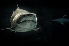 Liste med film om hajer